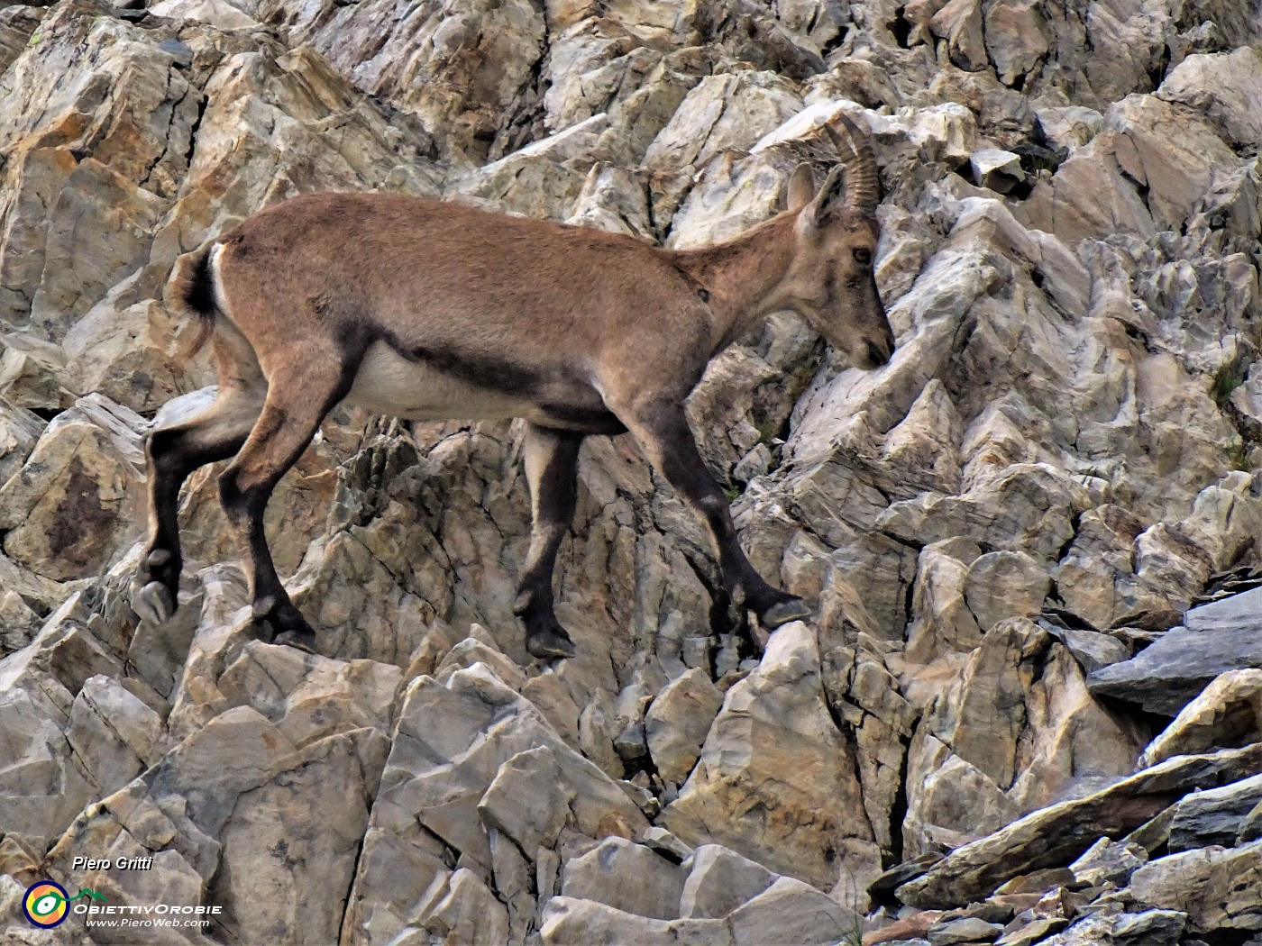 50 Stambecco sulle rocce del Monte Aga.JPG